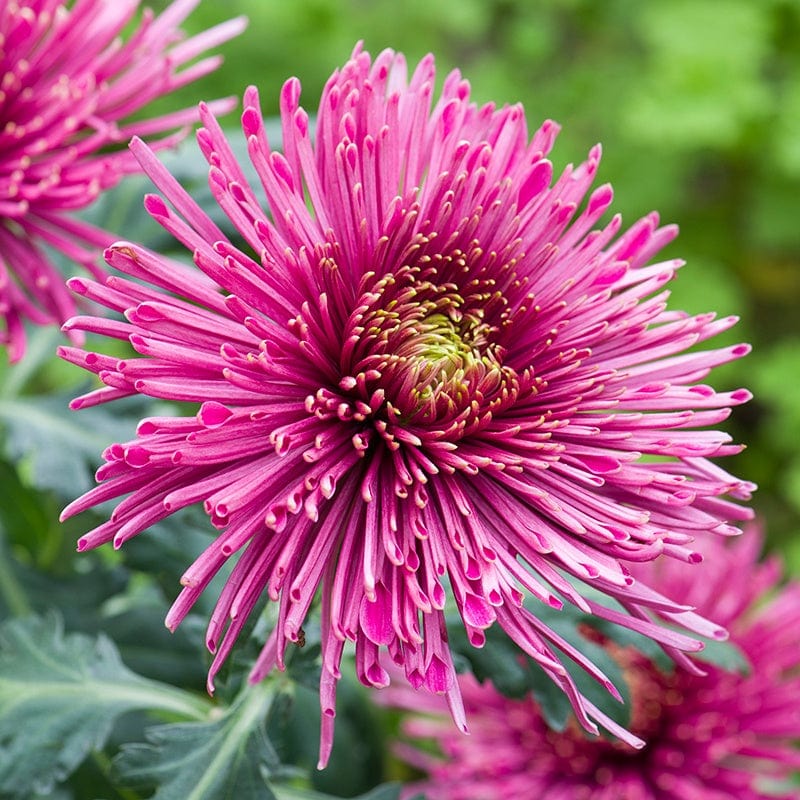 Woolmans Chrysanthemum Starburst Potted Plant Collection - Image 4