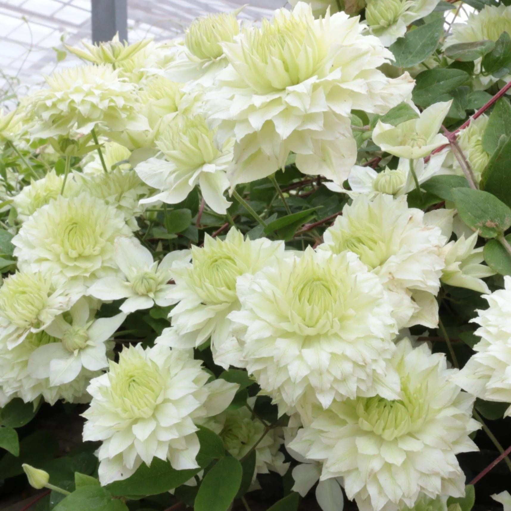 Clematis Double Flower Collection Plants - Image 3