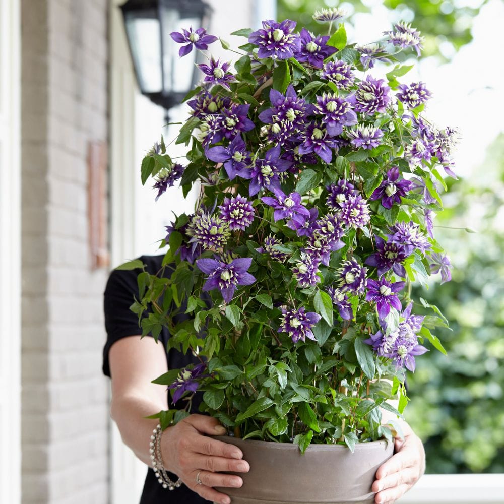 Clematis Taiga Flower Plant - Image 3
