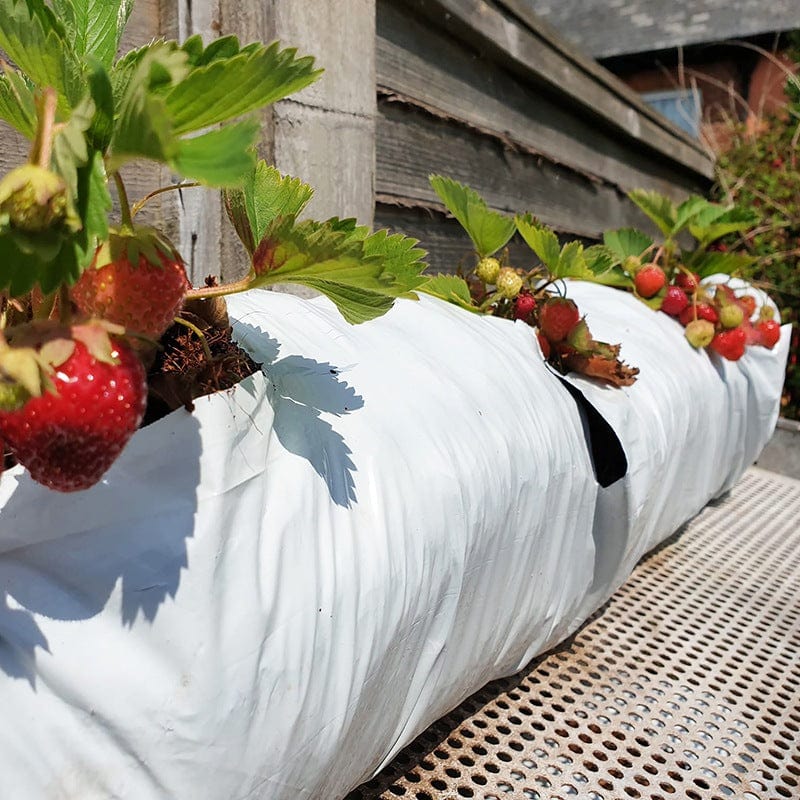 Coir Peat Free Multipurpose Growbags - Image 3