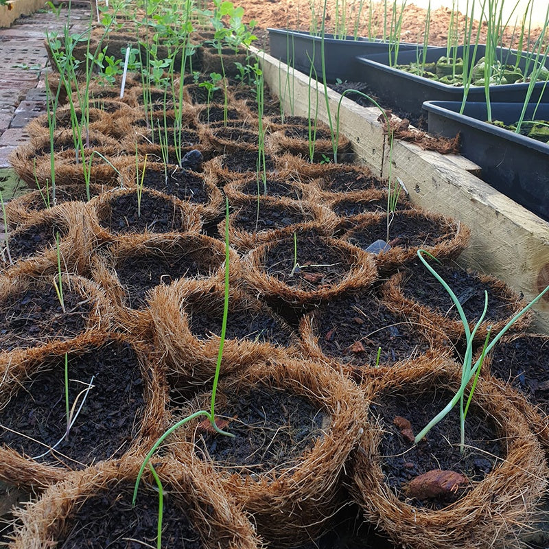 Coir Pots - Image 2