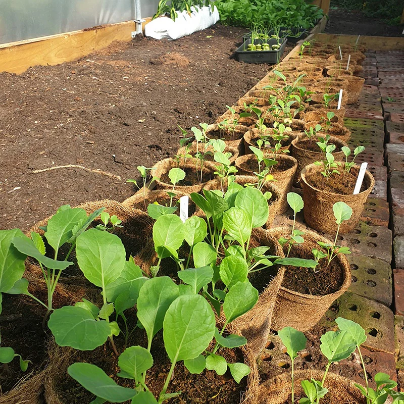 Coir Pots - Image 4