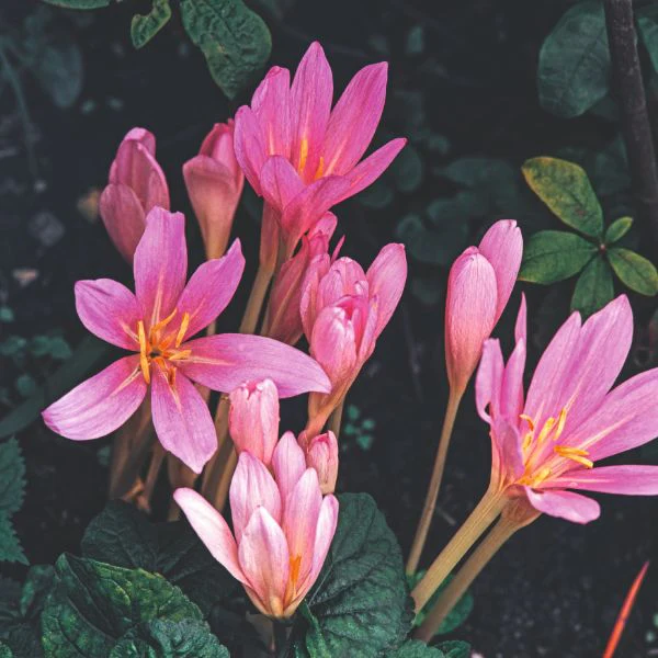 Colchicum Autumnale Flower Bulbs - Image 2