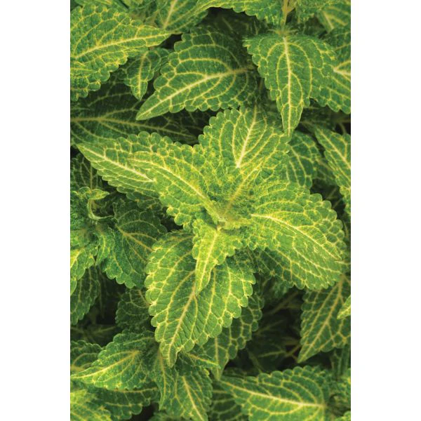 Coleus Sunfighter Electric Lime Flower Plants - Image 3