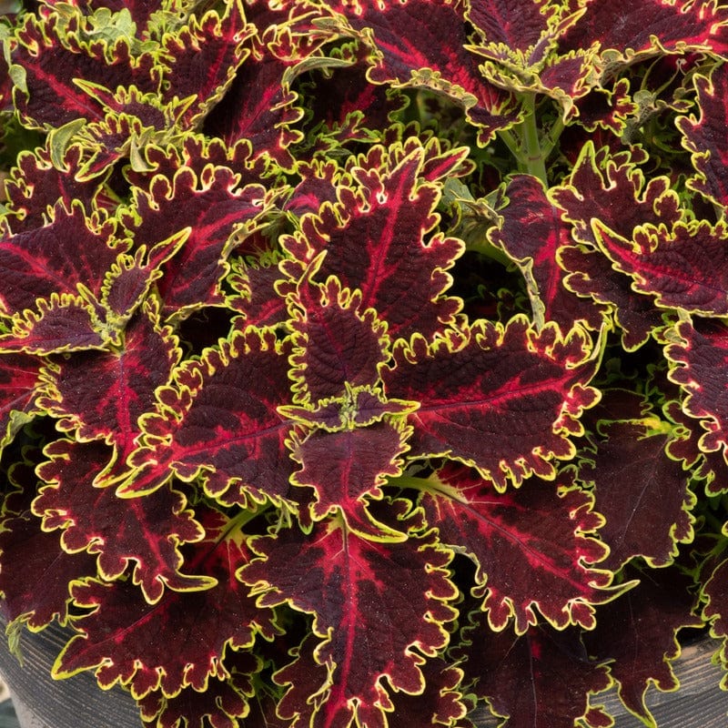 Coleus Sunfighter Solar Flare Flower Plants