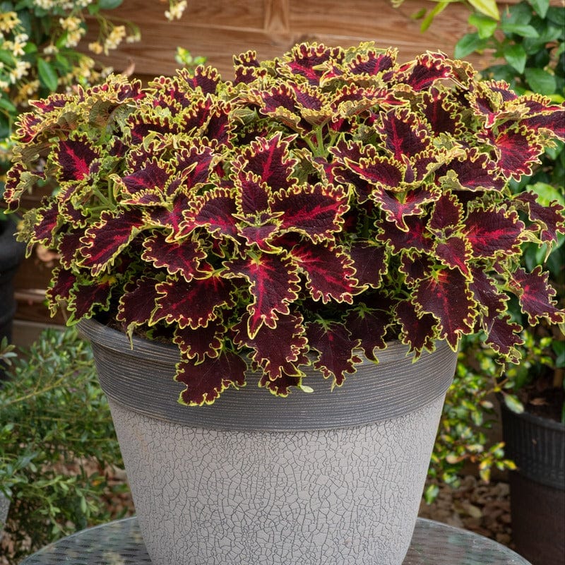 Coleus Sunfighter Solar Flare Flower Plants - Image 2