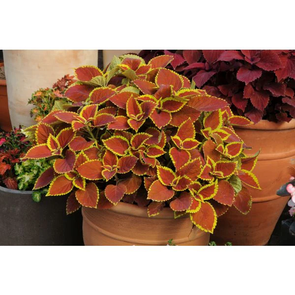 Coleus Sunfighter Trusty Rusty Flower Plants - Image 2