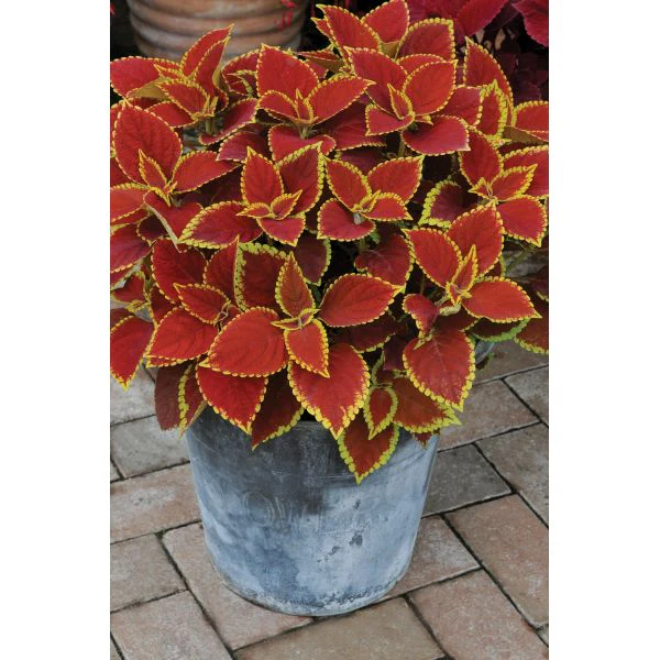 Coleus Sunfighter Trusty Rusty Flower Plants - Image 3