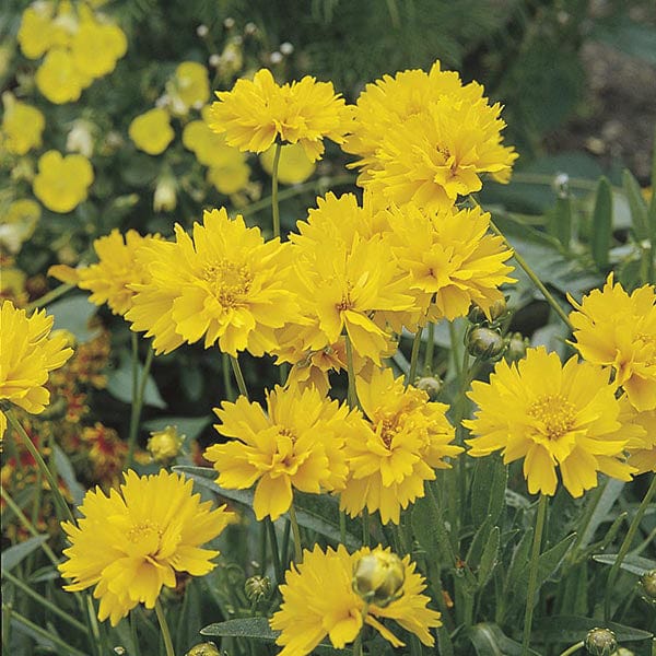 Coreopsis Early Sunrise Flower Plants