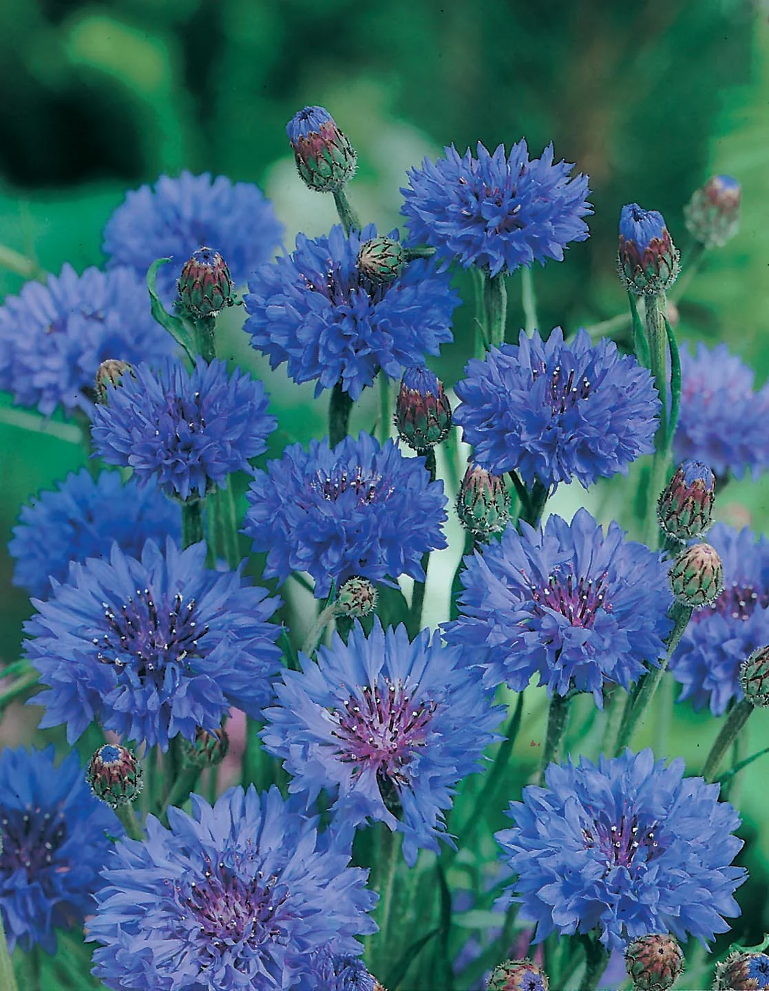 Cornflower Double Blue Seeds - Image 3