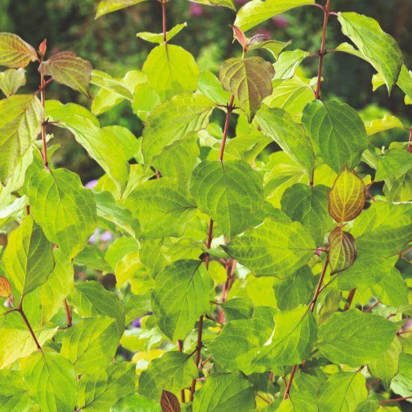 Cornus Anny's Winter Orange Flower Plant - Image 2