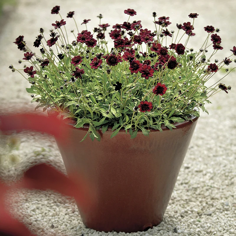Cosmos Chocamocha Flower Plants - Image 3