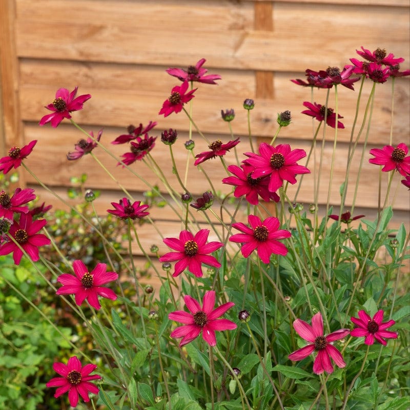 Cosmos Cherry Chocolate Plants - Image 3