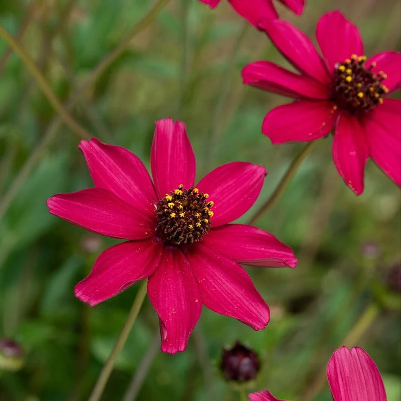 Cosmos Cherry Chocolate Plants - Image 4