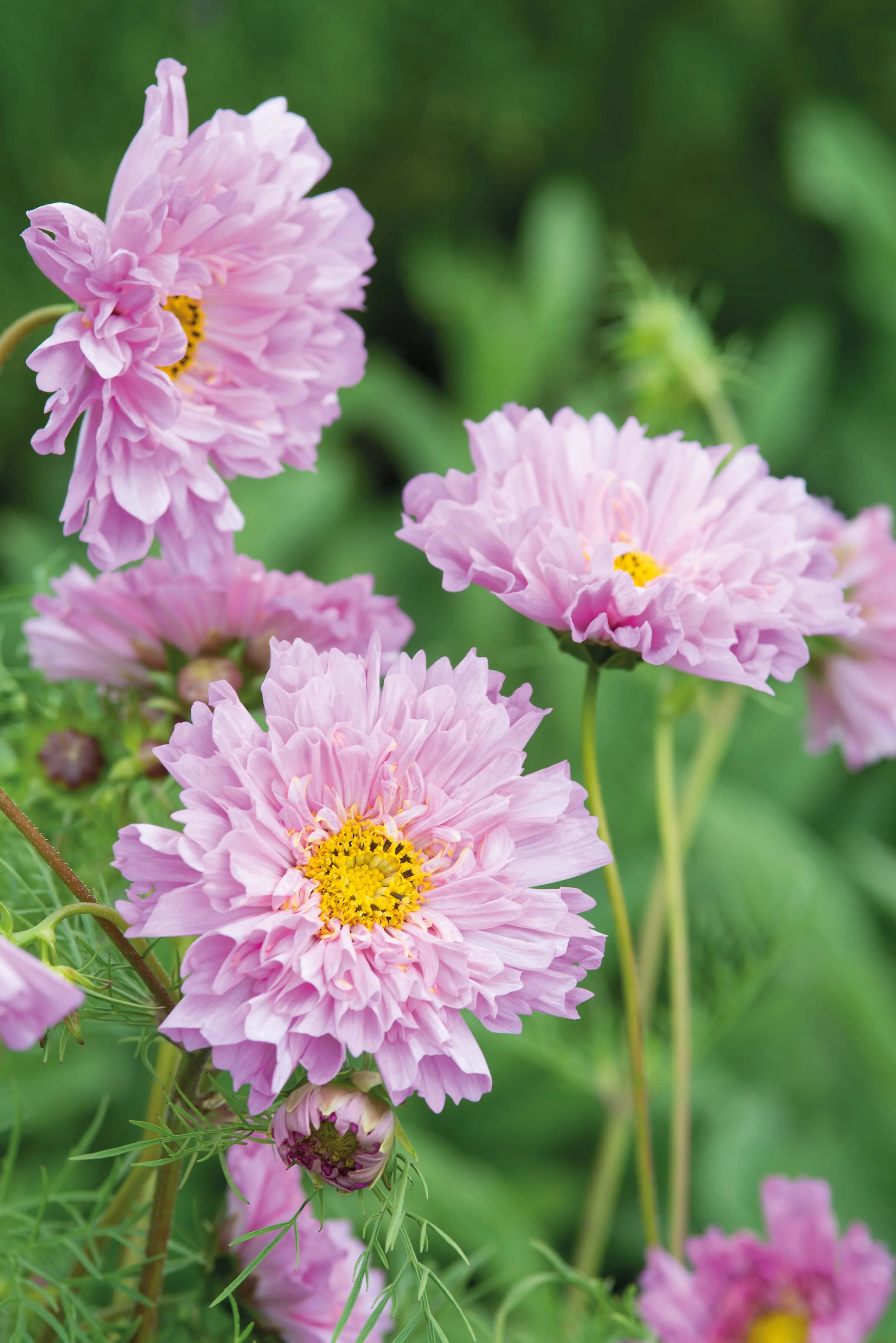 Cosmos Double Dutch Rose Seeds - Image 3