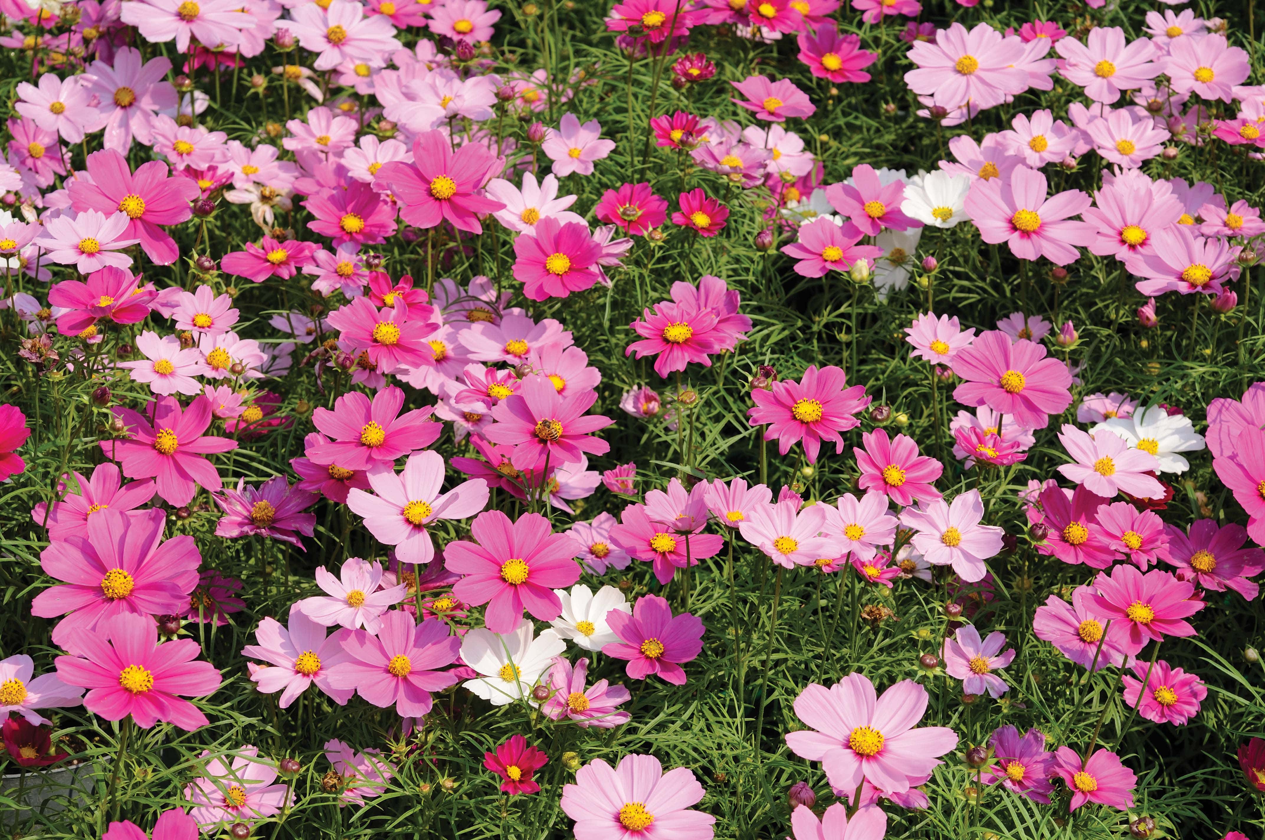 Cosmos Dwarf Sensation Mixed Seeds - Image 3