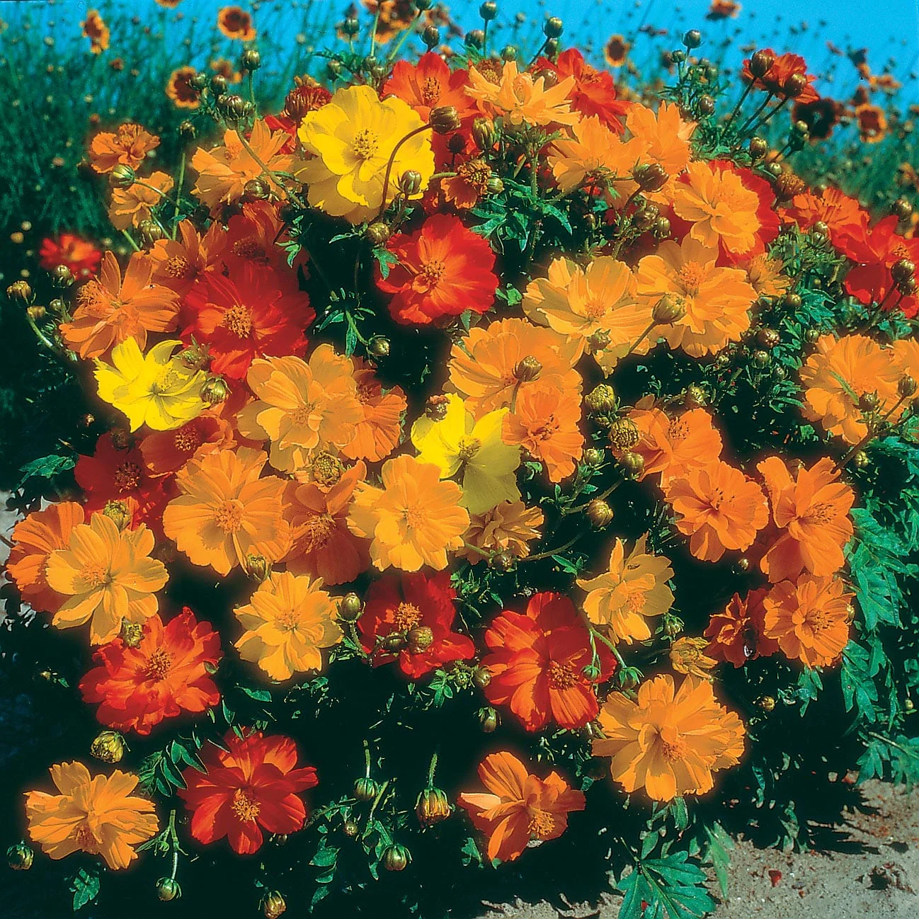 Cosmos Ladybird Mixed Seeds - Image 3