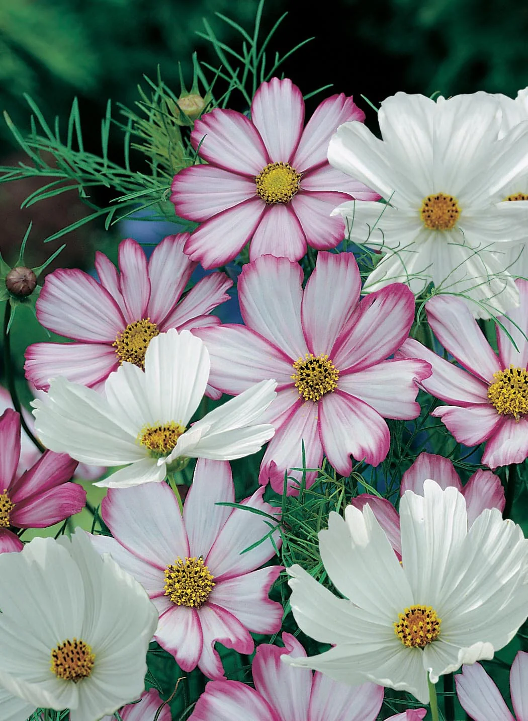 Cosmos Peppermint Rock Seeds - Image 3