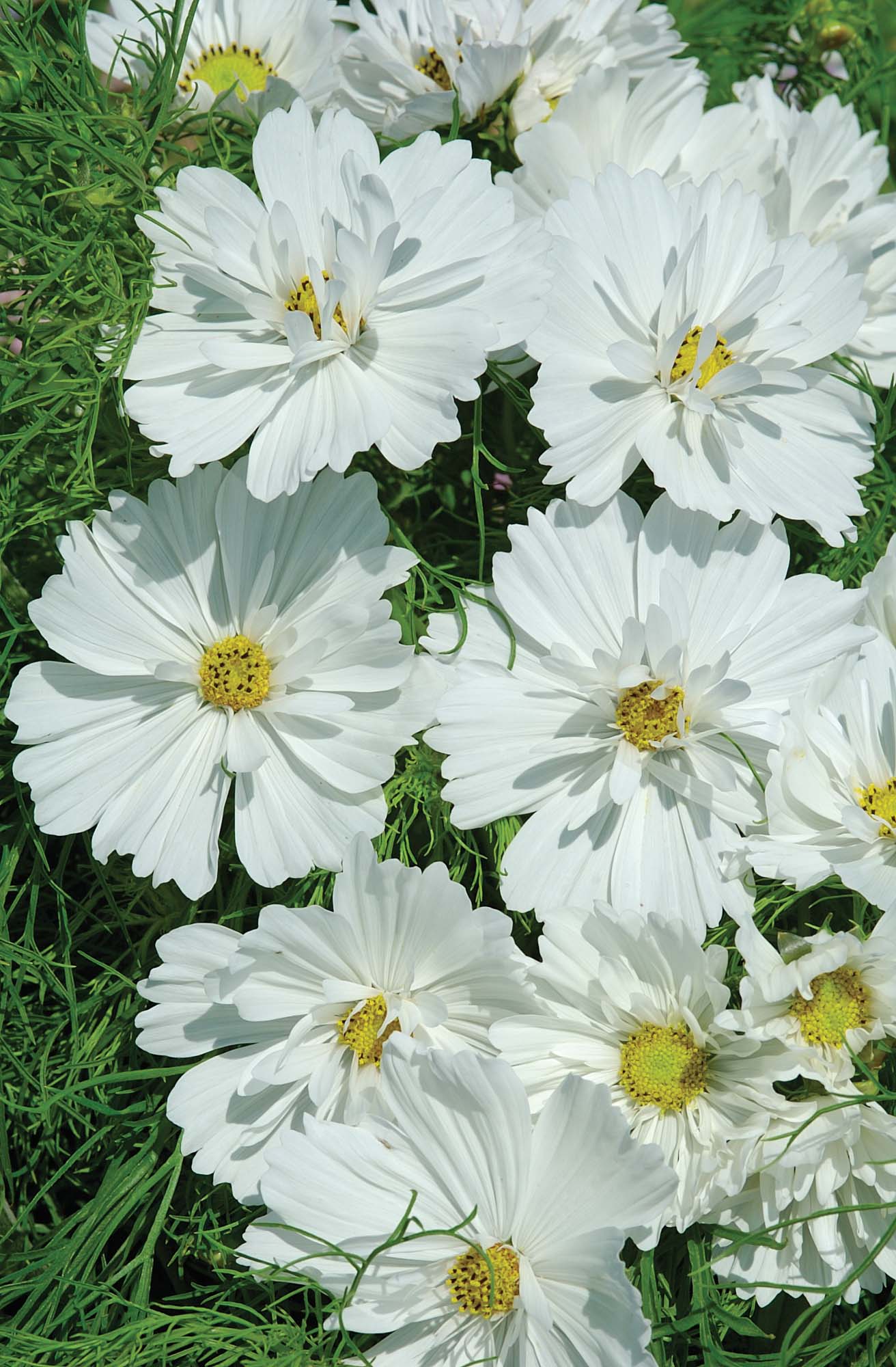 Cosmos Psyche White Seeds - Image 3