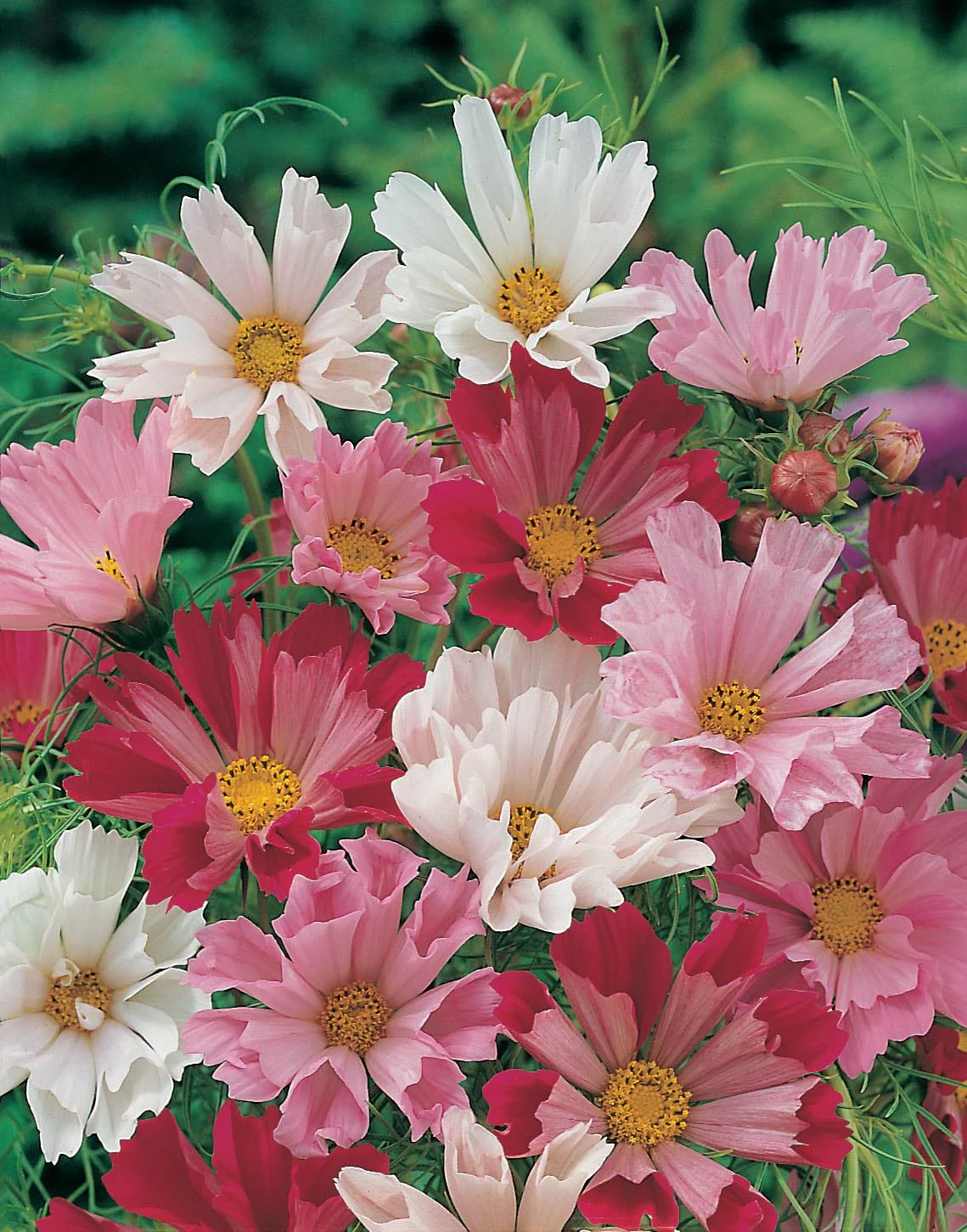 Cosmos Sea Shells Mixed Seeds - Image 3