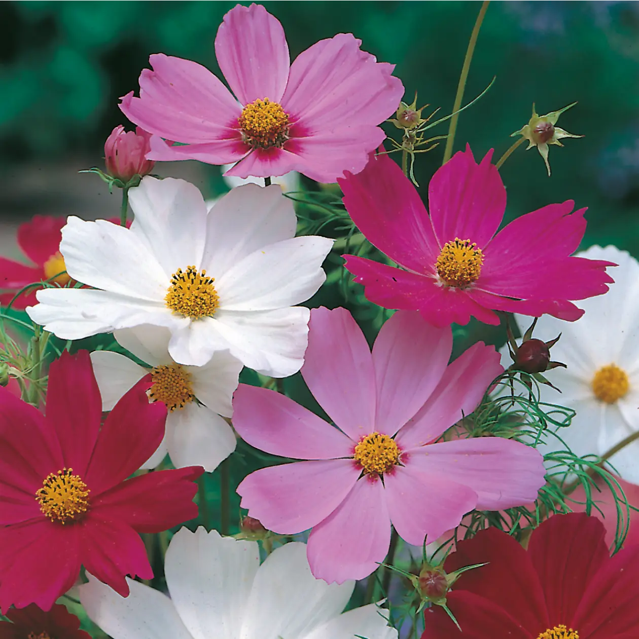 Cosmos Sensation Mixed Seeds - Image 3