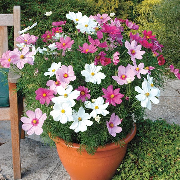Cosmos Sonata Mixed