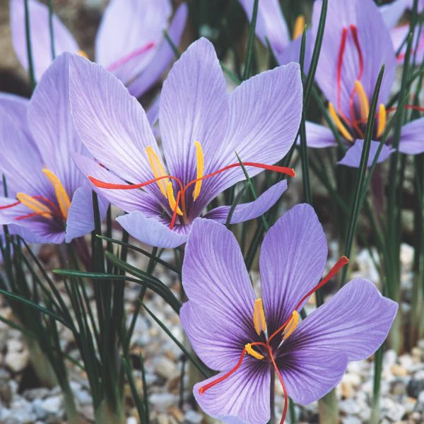 Crocus Sativus Saffron Spice Flower Bulbs - Image 3