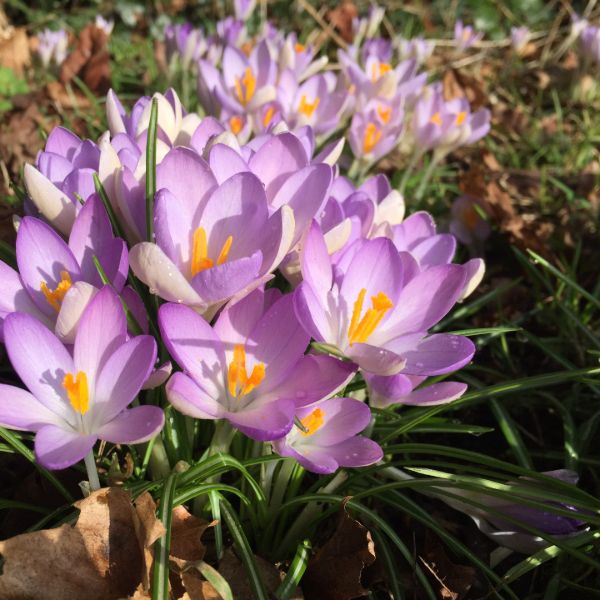 Crocus Sativus Saffron Spice Flower Bulbs - Image 4
