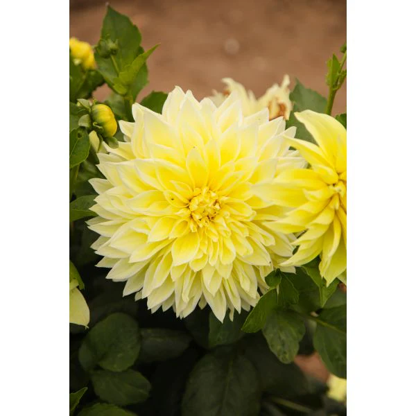 Dahlia Kelvin Floodlight Flower Plant - Image 3