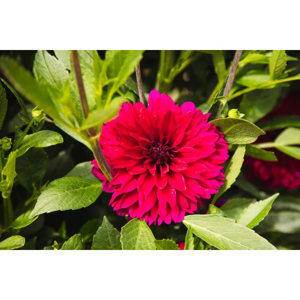 Dahlia Mister Blue Flower Plant - Image 3