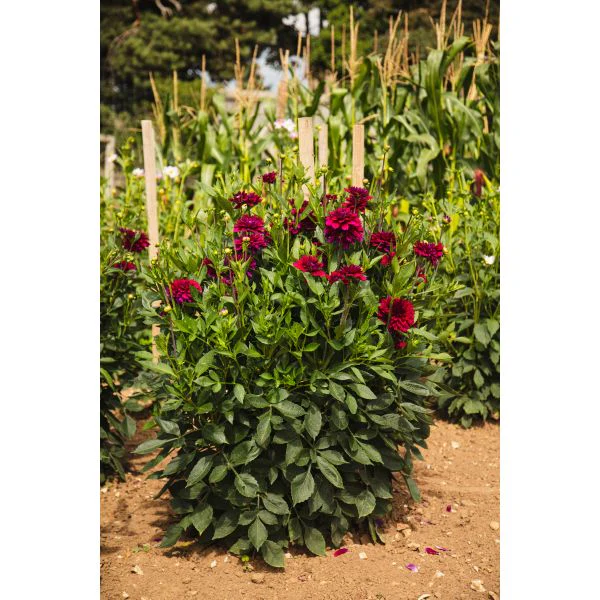 Dahlia Mister Blue Flower Plant - Image 4