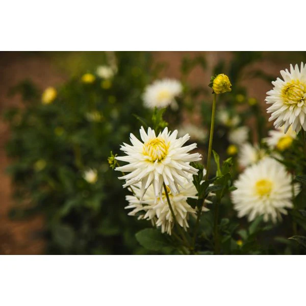 Dahlia My Love Flower Plant - Image 3