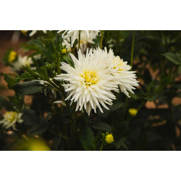 Dahlia My Love Flower Plant - Image 4