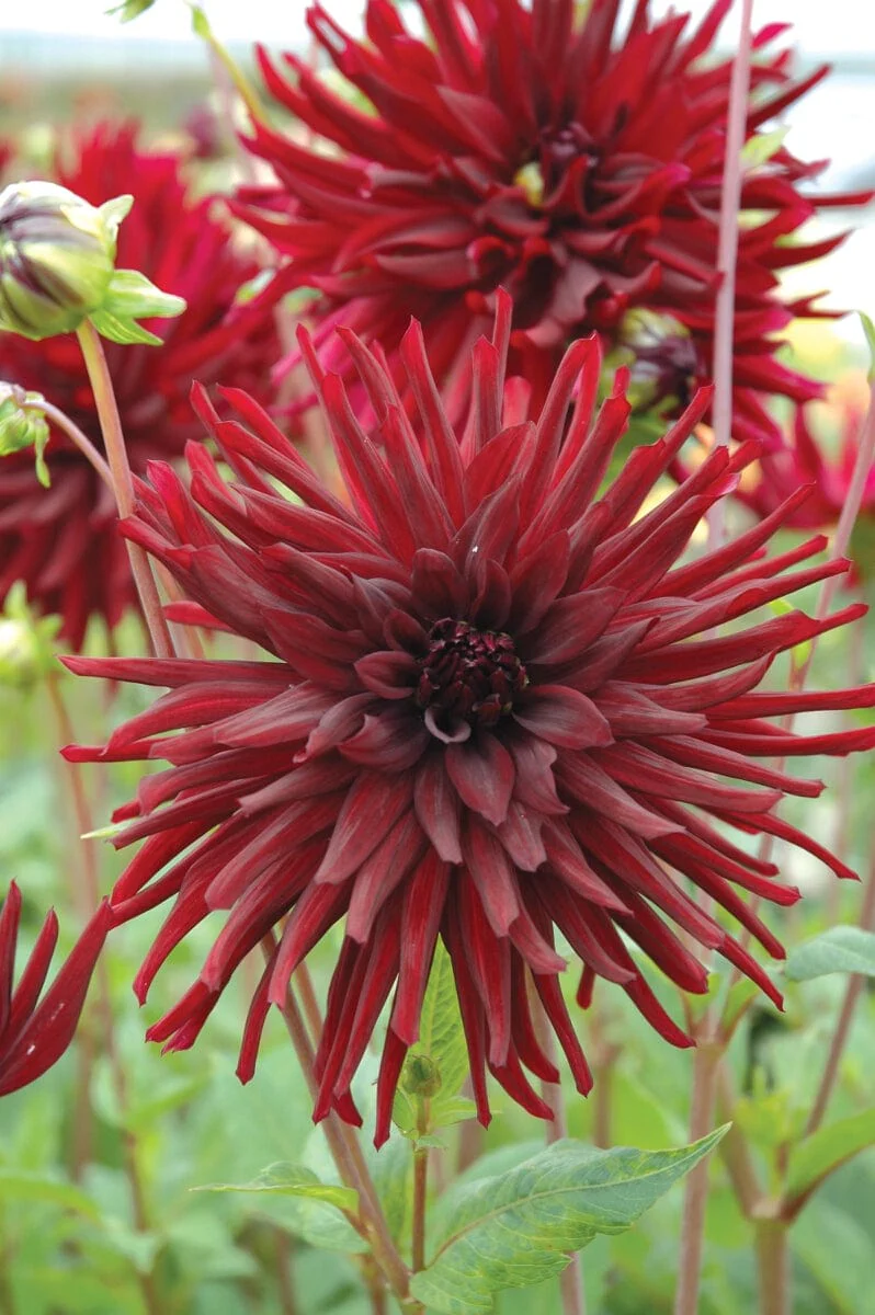 Dahlia Nuit d'Ete - Image 4
