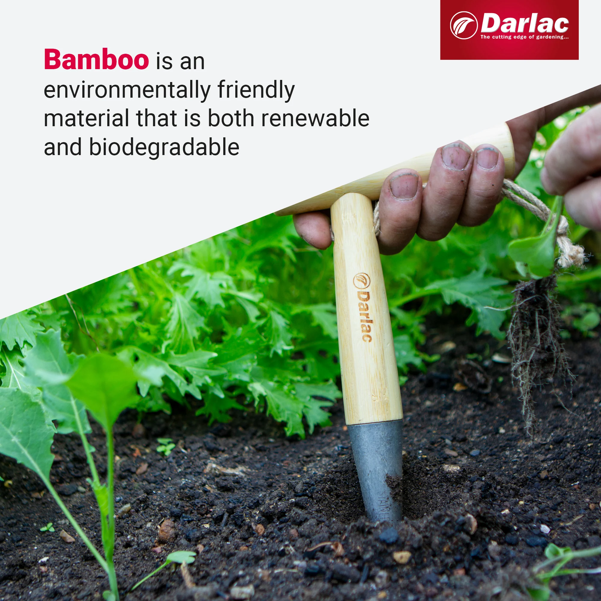 Darlac Bamboo Dibber - Image 4