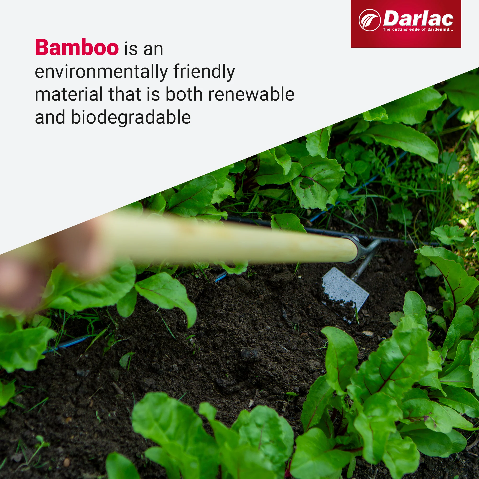 Darlac Bamboo Narrow Draw Hoe Short Handle - Image 4