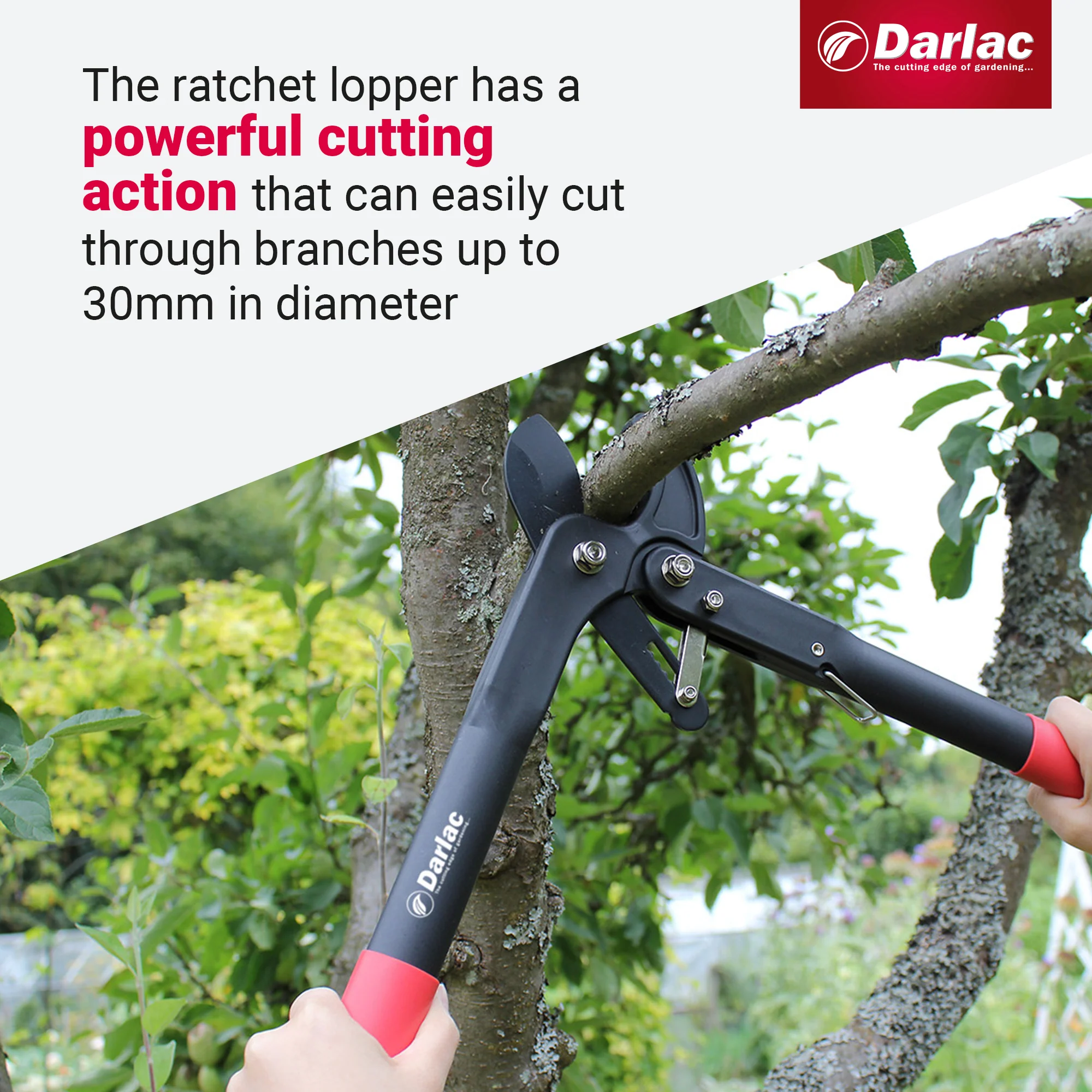 Darlac Handy Ratchet Lopper - Image 4