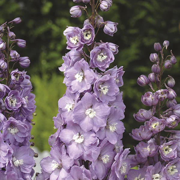Delphinium Aurora Lavender Flower Plants - Image 3