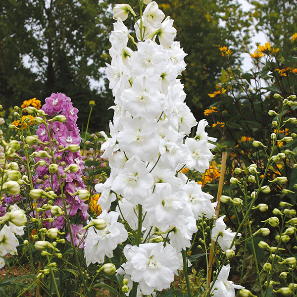 Delphinium Aurora Flower Plants Collection - Image 3
