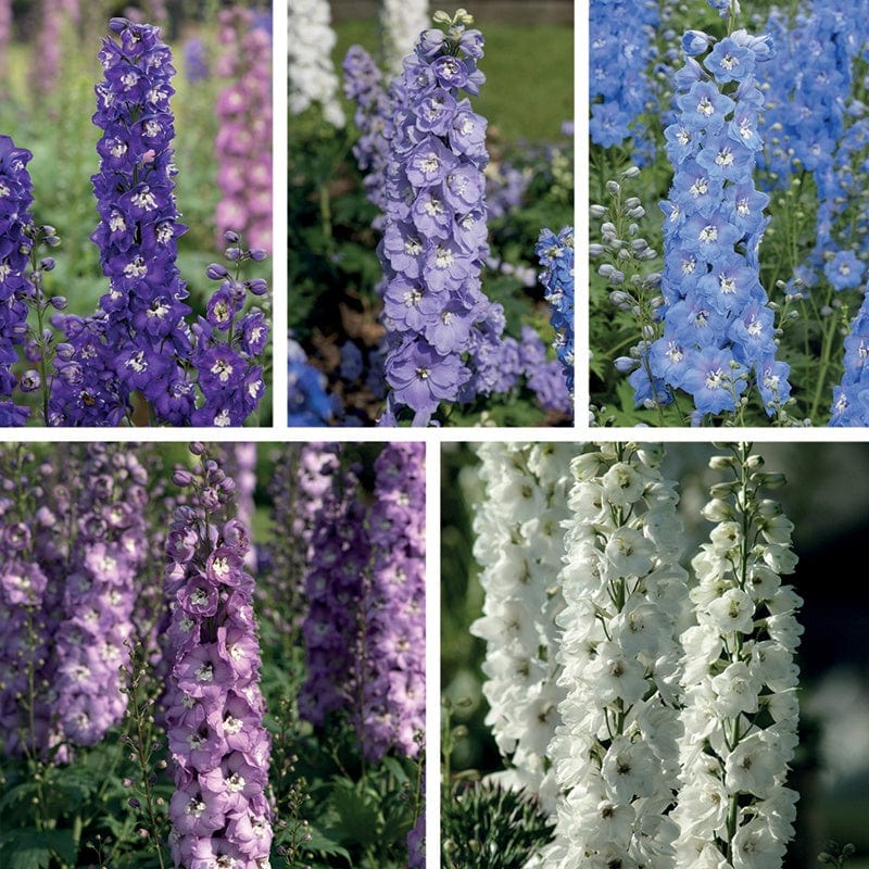 Delphinium Aurora Flower Plants Collection - Image 4