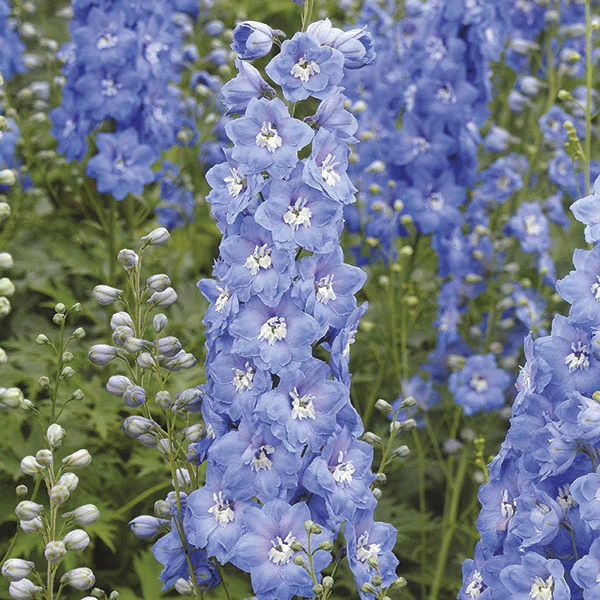 Delphinium Aurora Sky Blue Flower Plants - Image 3
