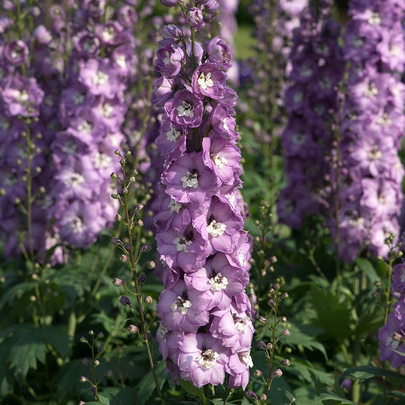 Delphinium Aurora Pink Dawn Flower Plants