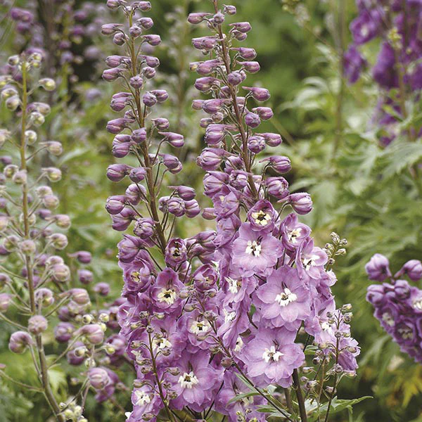 Delphinium Aurora Pink Dawn Flower Plants - Image 3