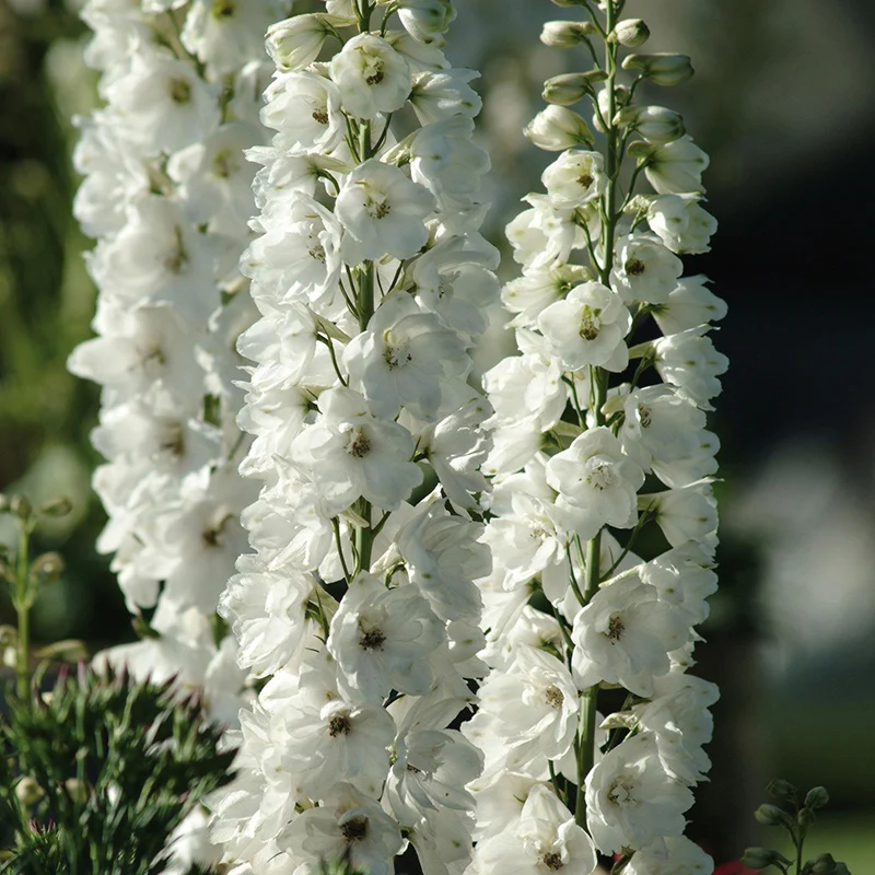 Delphinium Aurora White Flower Plants - Image 3