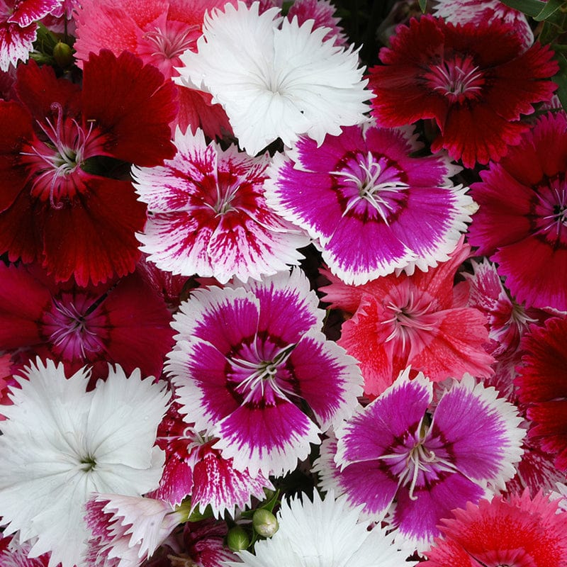 Dianthus Festival Mixed F1 Flower Plants - Image 3
