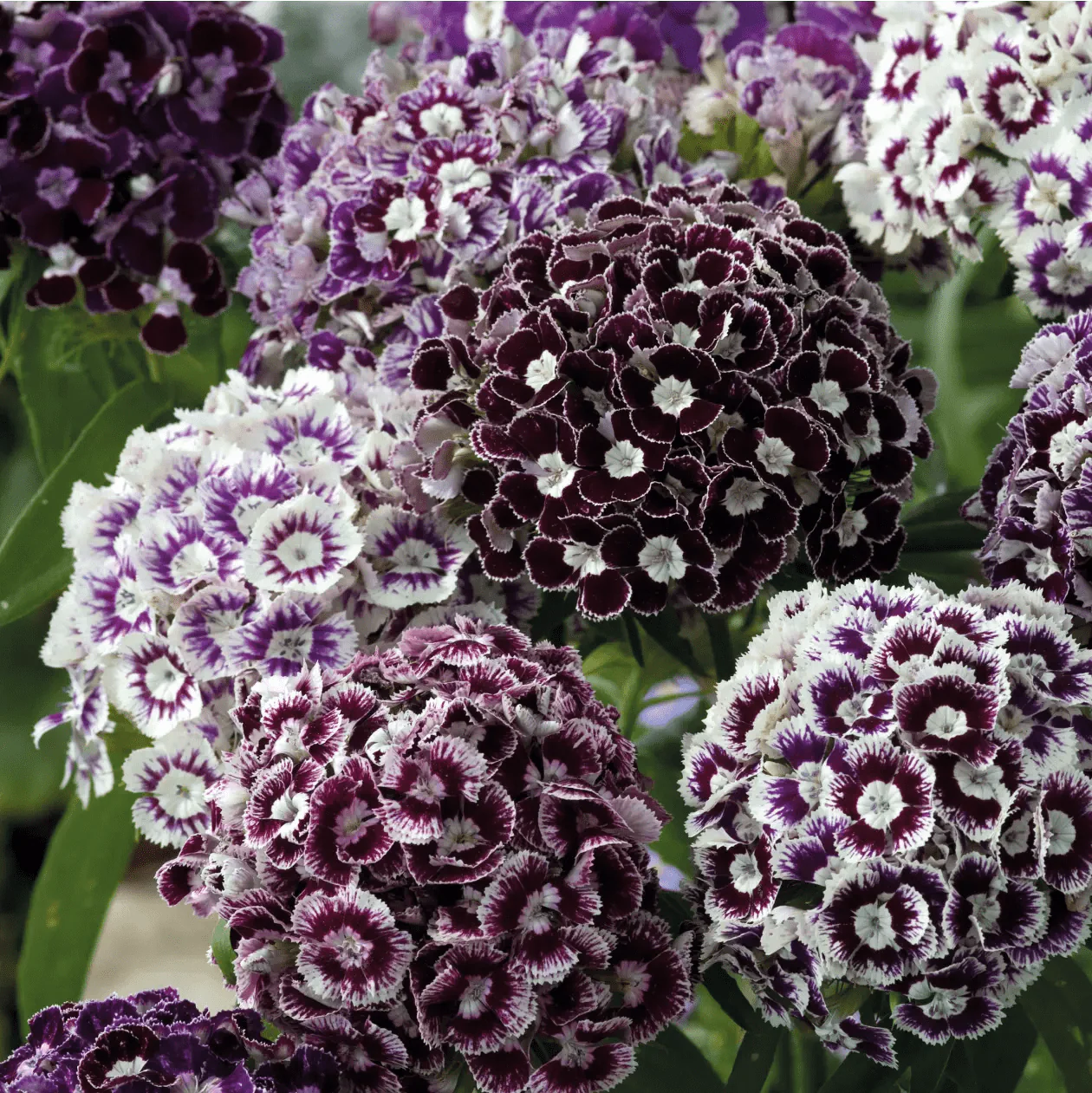 Dianthus Hollandia Purple Crown Seeds - Image 3