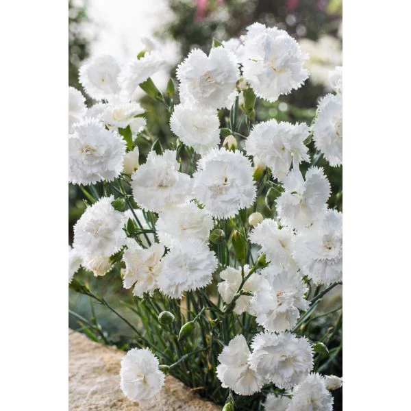 Dianthus Sweet Pleasure Flower Plants Collection - Image 2