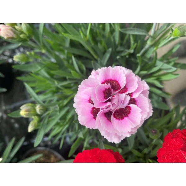 Dianthus Sweet Pleasure Flower Plants Collection - Image 4