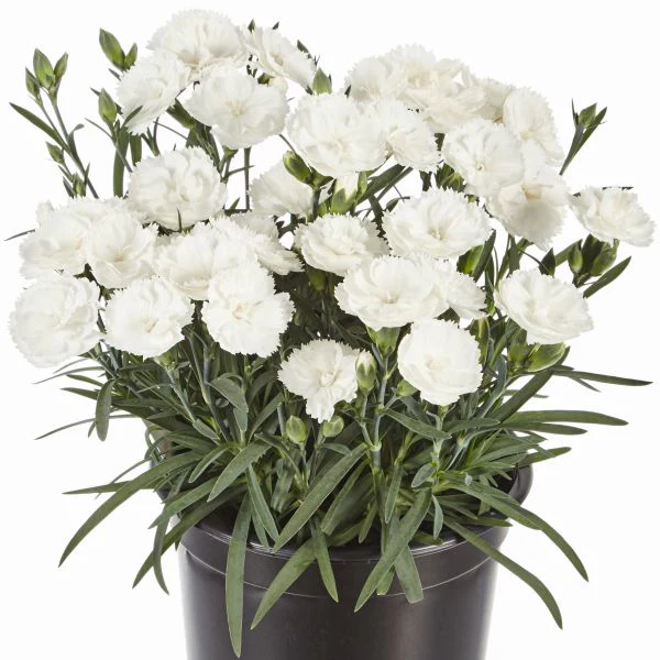 Dianthus Sweet Pleasure White Flower Plants - Image 2