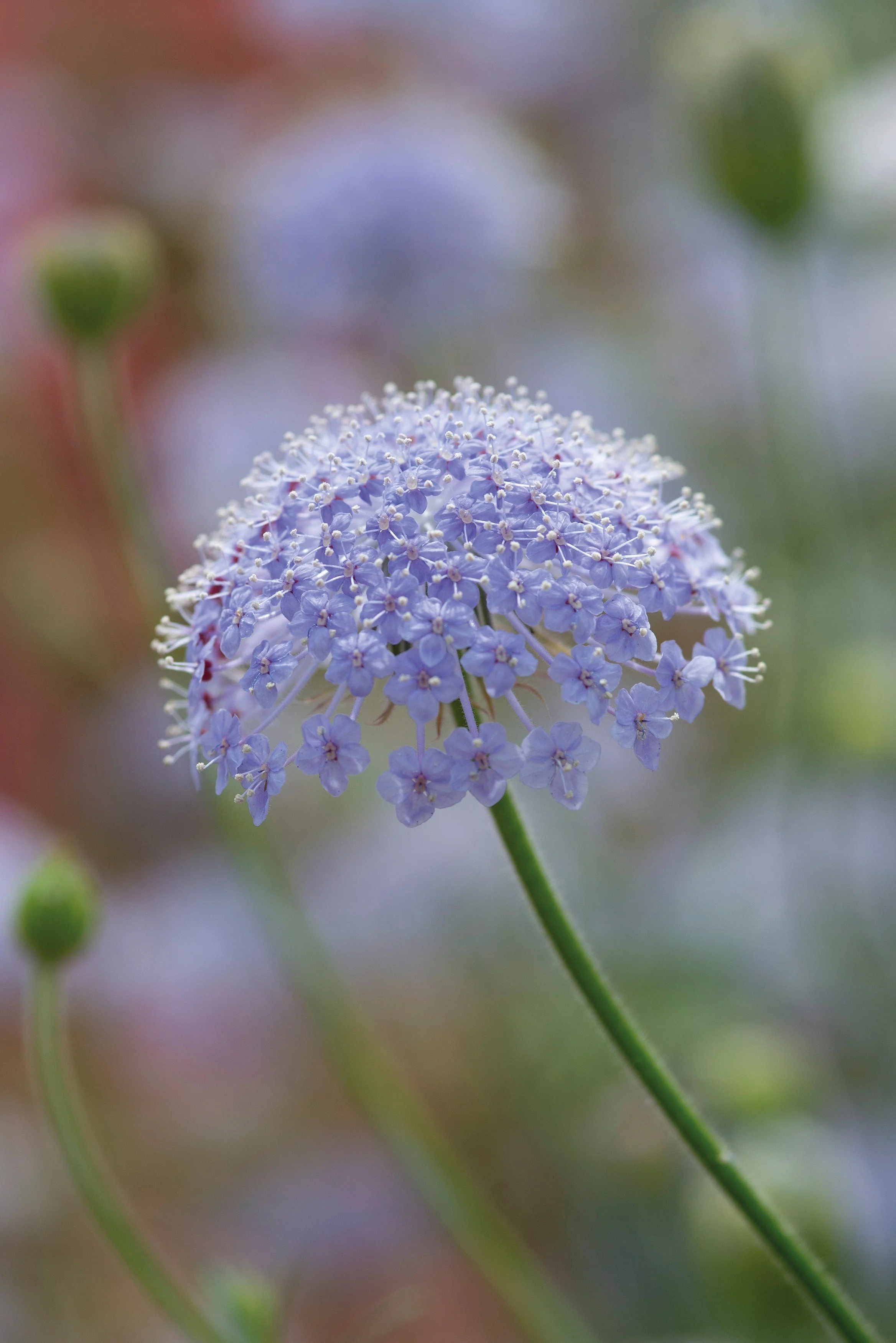 Didiscus Blue Lace Seeds - Image 3